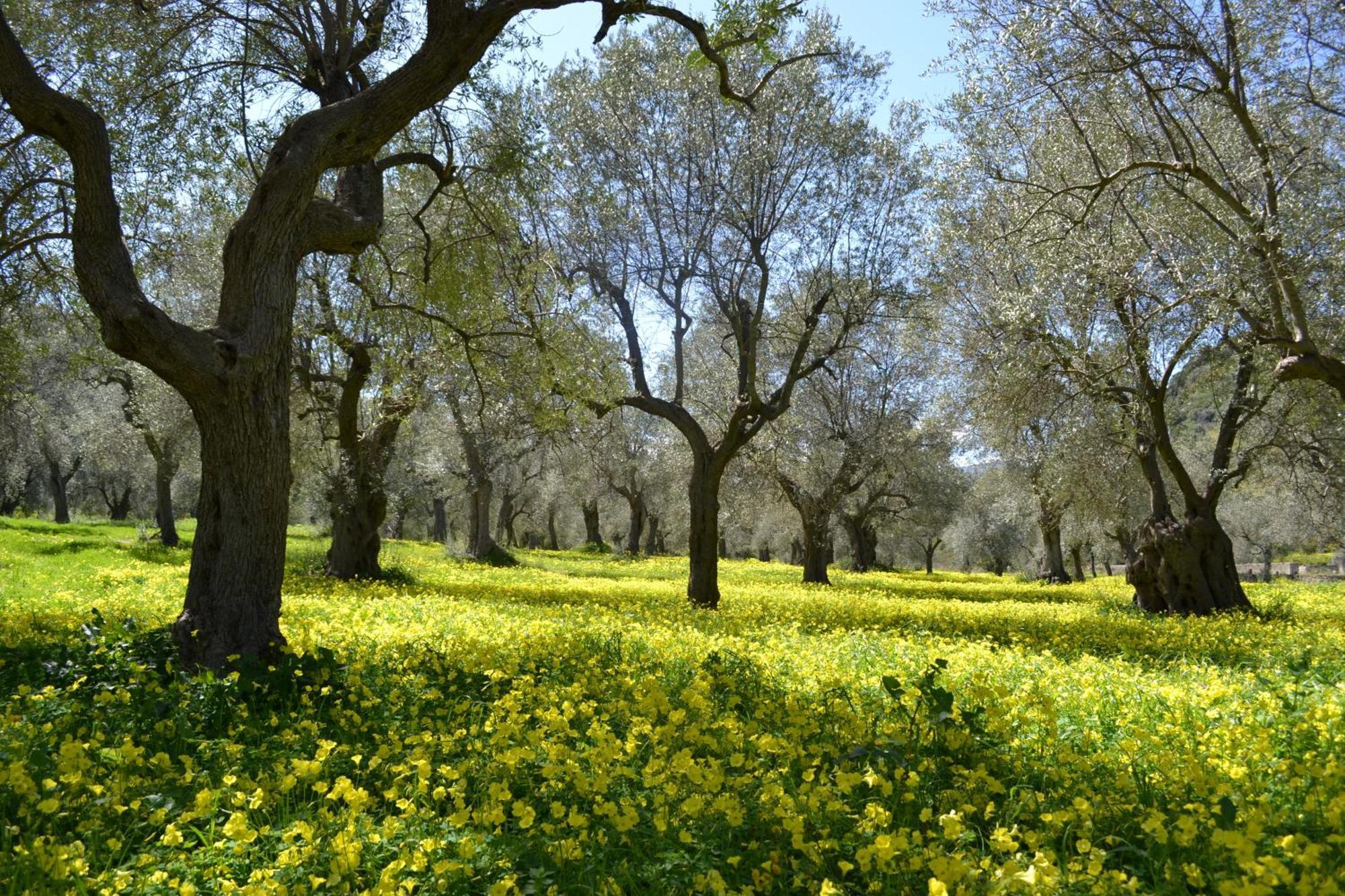 Agriturismo Malena Amica Kültér fotó
